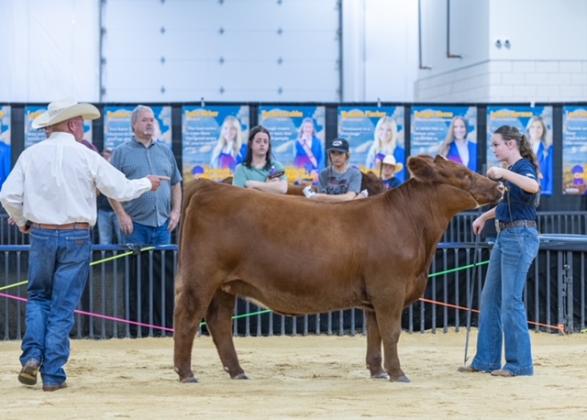 Taycie Baker shows her Red Angus heifer, Chili. Photo provided.