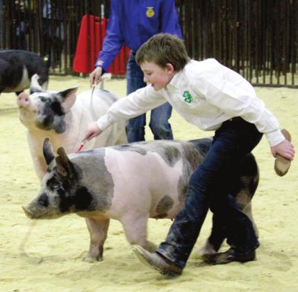 Bethel 4-H Club member, Jack Tibbs, shows his Spot in the Dark AOB Class 3 of the Pottawatomie County Junior Livestock Show, March 3, at the Heart of Oklahoma Expo Center. Countywide &amp;amp; Sun/Natasha Dunagan