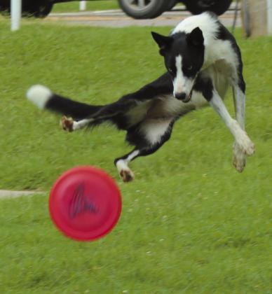 Rayna, the smooth-coated Border Collie, keeps her eyes on the frisbee.
