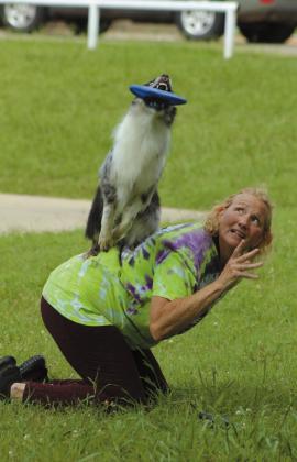 Miss Demeanor, the mini Australian Shepherd, catches frisbees thrown by Tornado Alley Disc Dogs co-owner Jamee Salley, of Blanchard.