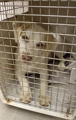 Sweet KaCi Mo, at the Lost Paws Clinic, awaits transport to the Oklahoma Humane Society for her spay appointment. Julie Talton, Countywide &amp;amp; Sun