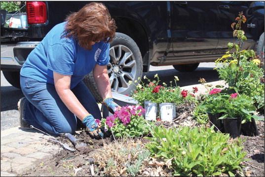 Tecumseh City Clerk/Treasurer/Administrative Assistant Cathy Condit plants petunias in one of the 16 gardens on South Broadway Street on April 17. Condit has planted annuals and perennials on the street corners each spring, all but one year, since 2010. Countywide &amp;amp; Sun/Natasha Dunagan