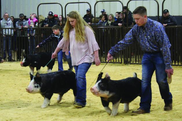 Brody Hallmark, of Stratford 4-H, background; Addison Arnold, of Tecumseh 4-H, center; and J.W. Harris, of Paul’s Valley, show in the Class 3 Market Hog Berkshire division of the Central Area Livestock Show, held at the Heart of Oklahoma Expo Center on Jan. 26-28. Countywide &amp;amp; Sun/Natasha Dunagan