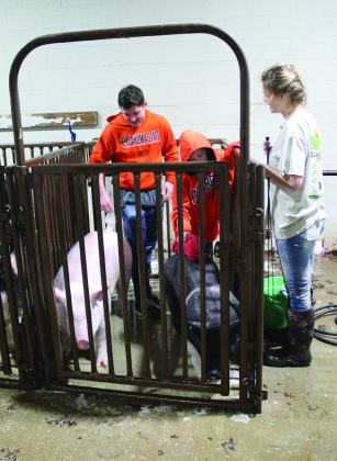 Bethel graduate Michael St. Clair, far left, helps his nephew, Jackson Tibbs, 10, of Bethel 4-H, to wash his pigs, as Kylie Dawkins, of Little Axe FFA, looks on during the Central Area Livestock Show on Jan. 28.