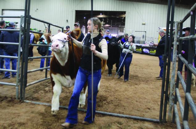 Chloe Kelsey, of Tecumseh FFA, walks into the ring with her Hereford steer during the Central Area Livestock Show. Kelsey won first place in the Market Continental AOB Steers Class and Breed Champion.