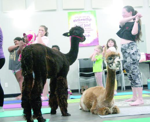 Library Presents Yoga With Alpacas, FBC Tecumseh Hosts