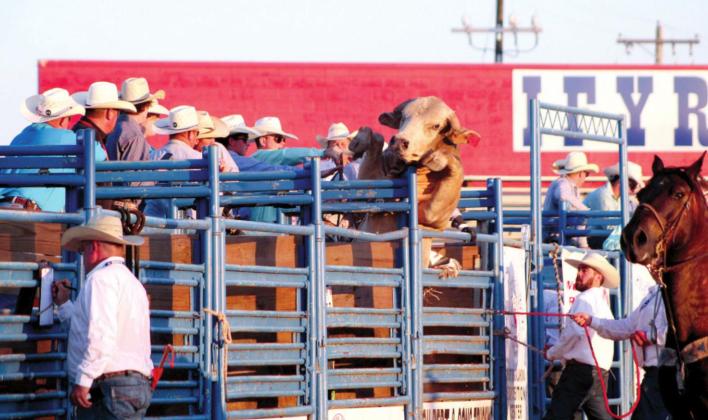 A bull tries to escape his chute as several men try to prevent it at the IFYR on July 11 at the Heart of Oklahoma Expo Center.