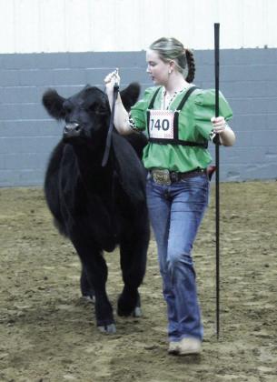 Taycie Baker of Bethel 4-H shows her Commercial heifer during the Pottawatomie County Free Fair Beef Show on Sept. 5. Baker won Breed Champion, Supreme Champion Heifer and Reserve Supreme Heifer. The judge was Cale Hinrichsen of Chickasha.