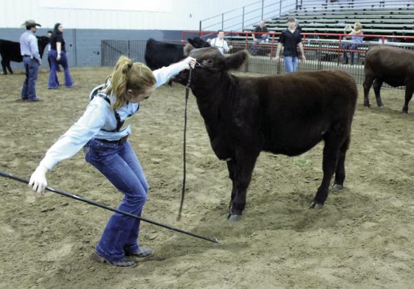 Kimberly Holland of Tecumseh exhibits her Shorthorn cow during the Supreme Grand Champion round of the Pottawatomie County Free Fair Beef Show on Sept. 5.