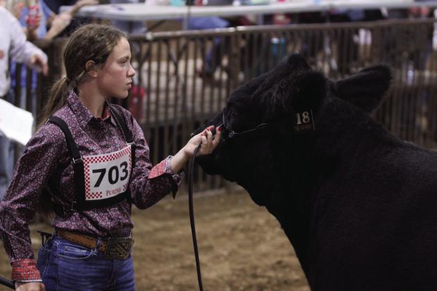 Emmah Bellah, of McLoud FFA, shows a cow belonging to Rylee Williams during the Pottawatomie County Free Fair Beef Show on Sept. 6. During the Fair Awards, Suzanne Gilbert said they doubled the number of livestock entries this year. Countywide &amp; Sun/Natasha Dunagan