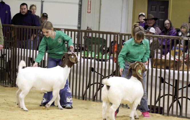 4-H members Delaney Emerson and Evelyn Franks show their goats in the Tecumseh Livestock Show, on Feb. 8. Countywide &amp; Sun/Natasha Dunagan