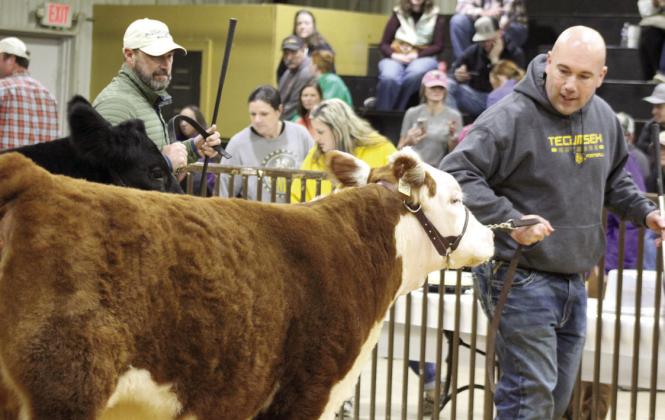 Tecumseh Superintendent Robert Kinsey talks with his cow during the Adult Showmanship portion of the Livestock Show.