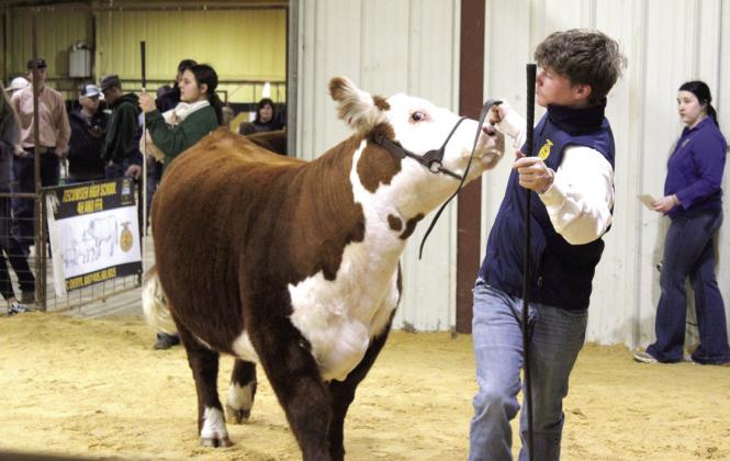 Tecumseh’s Taylor Marrs shows his Hereford cow in class one. Marrs also showed in class two and won Grand Champion for the breed.