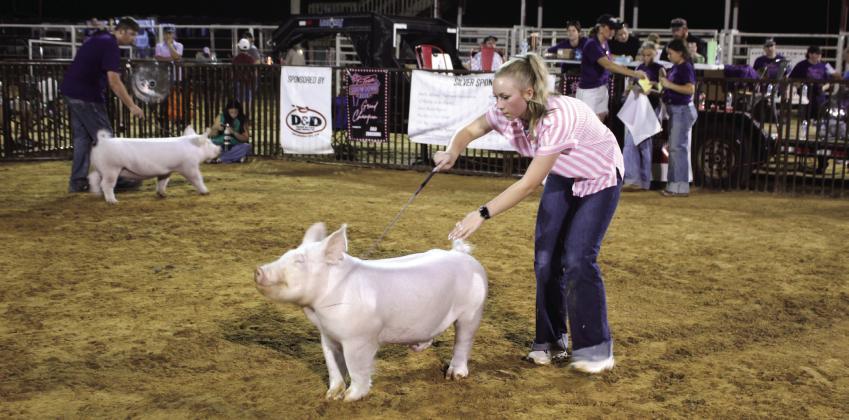 Harley Harbison, foreground, and Harrison Kinsey, both from Tecumseh FFA, show their Yorkshire swine.