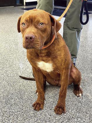 Little Red was featured at the October Shawnee City Commissioners meeting. She is about 7 months old and just wants to play and love you. Julie Talton, Countywide &amp;amp; Sun
