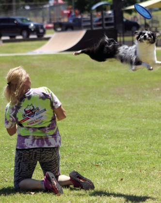 Jamee Salley watches as Miss Demeanor flies after a frisbee at the Tornado Alley Disc Dogs presentation at Slick Humphrey Park on June 27. The Disc Dog show was part of the Tecumseh Pioneer Library Systems Summer Learning Challenge. Three dogs performed: “Demmy” the mini-Australian Shepherd, 20 months, and Suzie Q, 6, and Rayna, 4, both Border Collies. Salley, along with Jeff Savage, of Blanchard, spoke about safety around dogs, as well. Countywide &amp; Sun/Natasha Dunagan