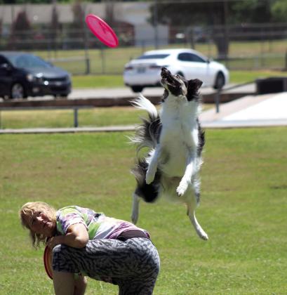 Suzie Q the Border Collie springs off Jamee Salley, from Tornado Alley Disc Dogs, during the Tecumseh Pioneer Library Systems Summer Learning Challenge program at Slick Humphrey Park.