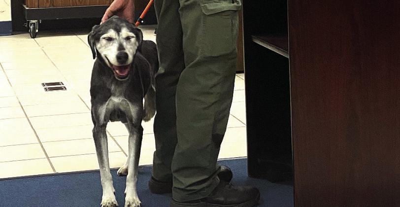 Buster, a 13 year old mix, was brought in to meet the Shawnee City Commissioners at the Nov. 17, 2025, meeting. He's available for adoption and looking for a quiet loving home. Julie Talton, Countywide &amp;amp; Sun