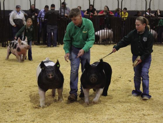 Cooper Laughlin and Rachel Townsend, both of Tecumseh 4-H, show their Crossbreds the Class 4 of the Swine Show during the Pottawatomie County Junior Livestock Show on March 7. Townsend placed second in the class, and Laughlin placed fourth. Countywide &amp;amp; Sun/ Natasha Dunagan