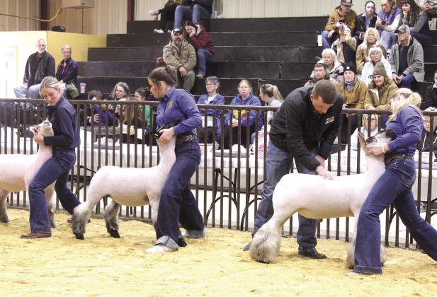 Abbi Jordan, Rylee Chaffin and Kreightyn Rodgers show their sheep, as Livestock Judge Dax DeLozier of Adair checks one sheep's back, during the Tecumseh FFA &amp; 4-H Booster Club Local Livestock Show on Jan. 18. Rodgers won Grand Champion Sheep, and Jordan won Reserve Grand Sheep.