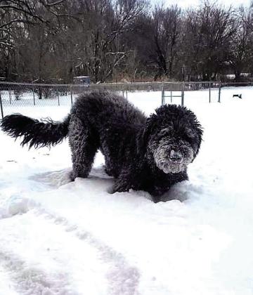 Charlotte Beach caught her pup Tacoma diving in the snow, face-first.