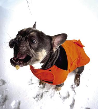 Emily Hill's pup is okay with the Shawnee snow as long as treats are still involved.