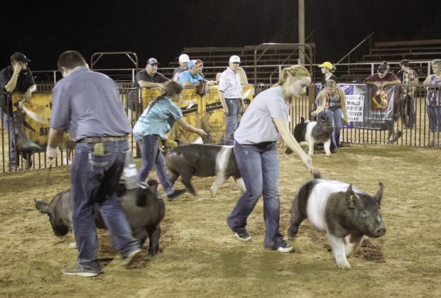 Channing Goodson of Tecumseh, right foreground, shows her Hampshire pig during the T-Town Showdown on Aug. 26. Goodson’s pig won in the Class 1 Hampshires. Also shown in the background is Hailey Townsend of Tecumseh. The second annual swine show was presented by the Tecumseh 4-H &amp; FFA Booster Club at the Tecumseh Round-Up Club Arena. It attracted FFA and 4-H members from across the state and was judged by Colton Blehm. Countywide &amp;amp; Sun/Natasha Dunagan