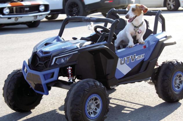 Ziggy, the Dachshund, rides in a radio-controlled Polaris RZR, operated by mother and daughter, Nakia and Kya Rhodes. The Rhodeses also had full-sized vehicles in the car show fundraiser.