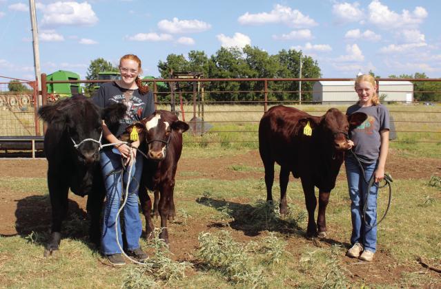 At their farm in Bethel, Grace Loman, 15, and Callie Loman, 11, pose with their cows: (from left) Brownie, a 1 1/2-year-old Mainetainer (Maine-Anjou); and Dakota and Harley Quin, both seven-month-old Santa Gertrudis heifers. The Lomans recently won Grand Champion and Reserve Grand Champion Santa Gertrudis in the Oklahoma State Fair Junior Class. According to their parents, Nick and Candace Loman, there are several benefits to raising Santa Gertrudis cattle. Countywide &amp; Sun/Natasha Dunagan