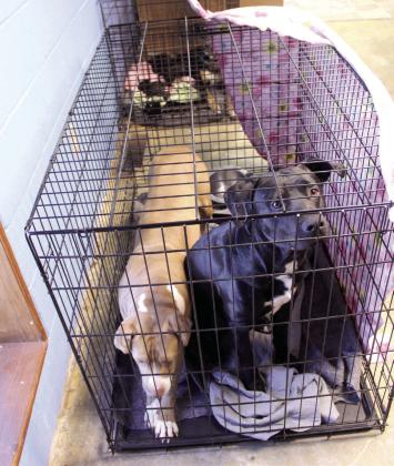 Four adult dogs and a litter of puppies are kenneled at Higher Ground Church on Jan. 29, while their owners go to appointments. Dogs on leashes and in kennels are allowed at the Higher Ground and C3 Cross Connection Church warming centers. Natasha Dunagan, Countywide &amp; Sun