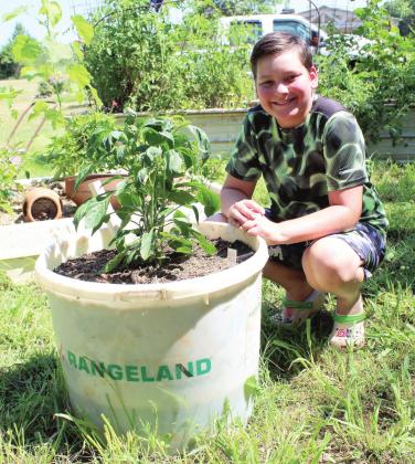 Gabe Hobbs, president of South Rock Creek’s 4-H Club, poses by his Golden Bell Pepper plant in its self-wicking planter on June 23. Hobbs won last year’s 4-H county gardening contest, and after finding out there wouldn’t be a gardening contest this year, decided to start a bell pepper-growing contest. Countywide &amp;amp; Sun/Natasha Dunagan