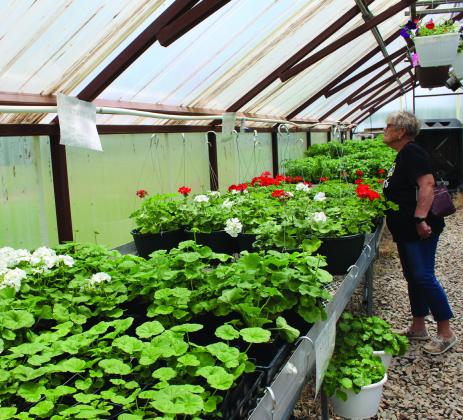 Retired Krouch Elementary Principal Louise McLin looks over the geraniums at the annual Tecumseh High School FFA Plant Sale.
