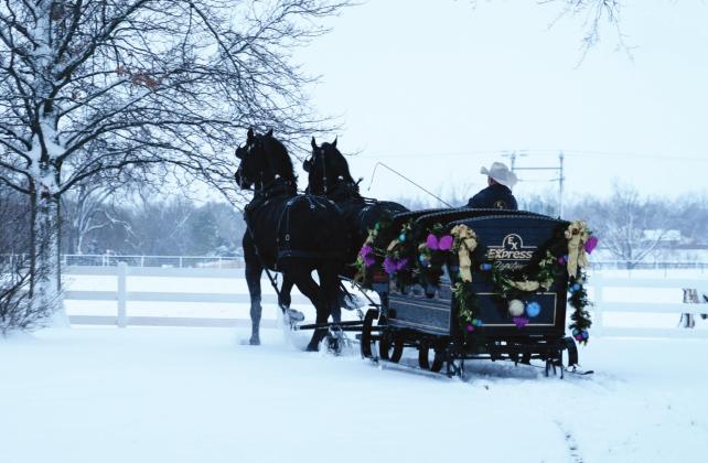 Josh Minshull drives a sleigh pulled by two Percherons at the Express Ranches in Yukon. The Express Ranches Percheron team will be participating in the Shawnee Christmas Parade for the first time on Dec. 2 at 7 pm. Photo provided by Staci Hascall of Express Employment Professionals.