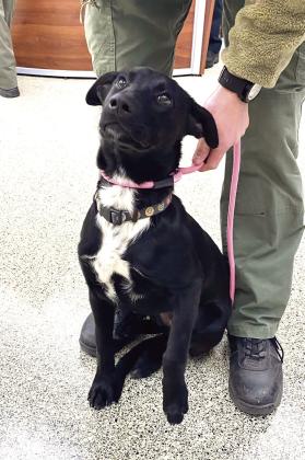 The Pet of the Month featured at the Shawnee City Commissioner's meeting is Lisa. Lisa and her two sisters, Cassie and Sally, are Lab mixes and about seven to eight months old. They've been spayed and vaccinated and wish for a warm and loving home this Christmas. Julie Talton, Countywide &amp; Sun