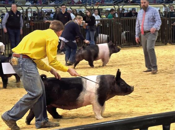 Tecumseh’s Lane Steward, foreground, shows his Commercial Gilt during the Oklahoma Youth Expo. Photo provided.
