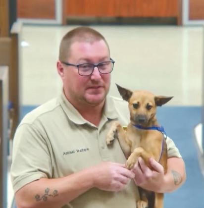 Gizmo was a guest at the City Commissioner's Meeting Monday night. He's a seven month old chihuahua mix looking for his forever home. Please visit the Shawnee Animal Shelter if you're interested. Photo Provided
