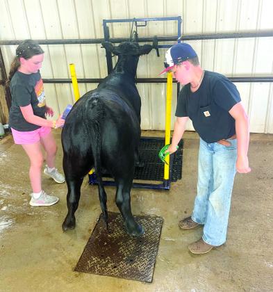 Taycie Baker, 10, and Bryar Baker, 8, both of Bethel, work together to groom one of Taycie’s Limousin heifers before a show. Photo provided.