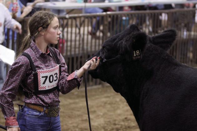 Emmah Bellah, of McLoud FFA, shows a cow belonging to Rylee Williams during the 2024 Fair Beef Show. File photo, Countywide &amp;amp; Sun/Natasha Dunagan