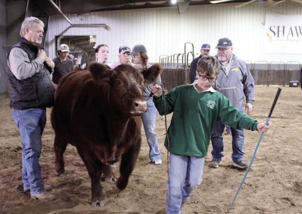 Jimmie Spears of Tecumseh 4-H leads his Market Steer into the show ring during the Pottawatomie County Junior Livestock Show Beef Show on Feb. 25. Spears won in Class 2 Market Steers, and Taycie Baker of Bethel 4-H won in Class 1 Market Steers. Photos by Natasha Dunagan, Countywide &amp; Sun. Click on the camera banner ad below to see all the photos from the PCJLS!