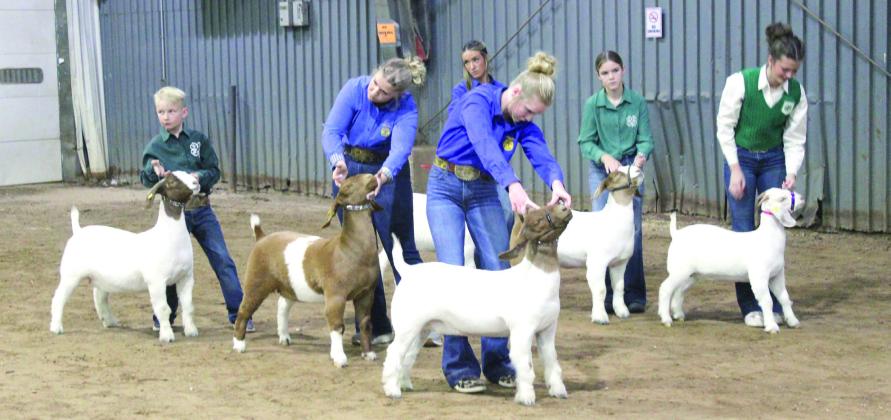 Class winners and runners up are judged for Grand Champion in the PCJLS Doe Goat Show, held at the Heart of Oklahoma Expo Center on Feb. 24. In the front row, are Carter Sisco, Asher 4-H, who won Grand Champion and Class 3; Class 2 and Bronze Medallion winner, Josey Milburn, Asher FFA ; and Class 1 and Rsv. Champion winner Makenzie Thompson, Asher FFA.