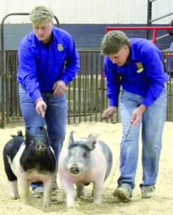 Brothers Cooper and Lane Laughlin exhibit their Crossbred Swine during the Pottawatomie County Junior Livestock Show Swine Show on Feb. 26.