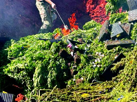A member of the Oklahoma Bureau of Narcotics uses a torch to begin the burning of the marijuana plants seized at a grow operation north of Asher. Countywide &amp;amp; Sun/Suzie Campbell