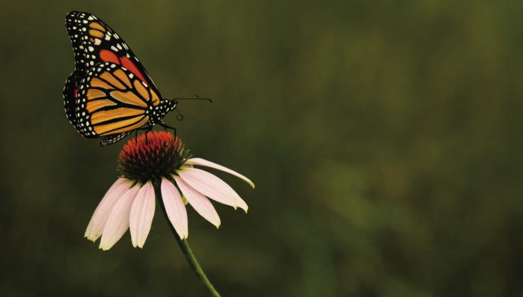 Monarch butterflies arrive in Oklahoma