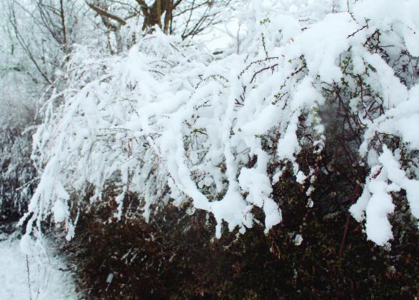 Winter snow in late January. File Photo