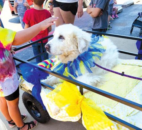 Luna, a Great Pyrenees and Bethel's town dog, gets a pat from a child during her "farewell tour" at Bethel High School on June 30. Countywide &amp; Sun/Ryan Ackerman