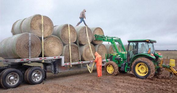 Citizen Potawatomi Nation’s donated bales are loaded on to trucks. Photo courtesy of CPN