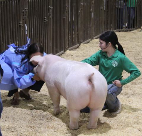 Fichtner Kisses the Pig for United Way
