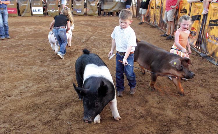 Three young exhibitors compete in Peewee Showmanship, which is for second grade and under, at the Third Annual T-Town Showdown, held at the Tecumseh Round-Up Club on Aug. 24. Countywide &amp; Sun/ Natasha Dunagan