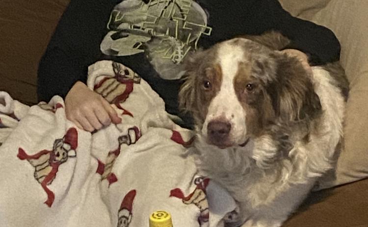 Pongo, the rescued Australian Shepherd, keeps his owner, Eli Storie, 10, company. Pongo was adopted from 405 Animal Rescue, which was the recipient of a recent donation from Storie. Photo provided.