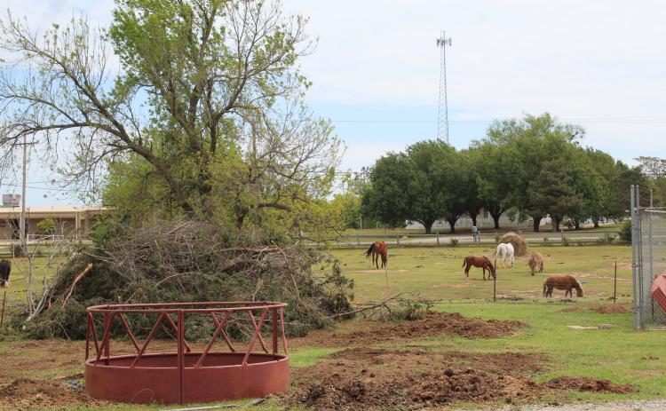 After the tornadoes on April 19, some of the 16 horses at One Day Ranch Rescue graze in the front pasture, beyond a pile of debris from trees. Countywide &amp; Sun/Natasha Dunagan